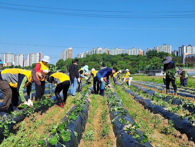 파주시 금촌2동 실버경찰대, '온(溫)동네 고구마 심기'