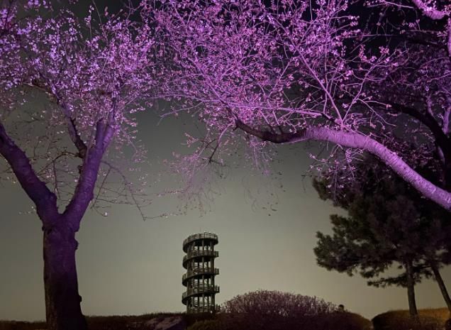 갯골생태공원 벚꽃터널