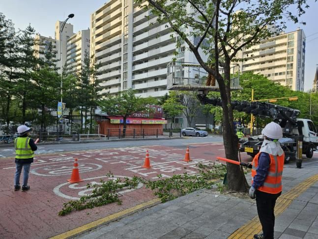 사고 예방을 위해 라바콘을 배치한 영통구 매탄동 가로수정비 작업장