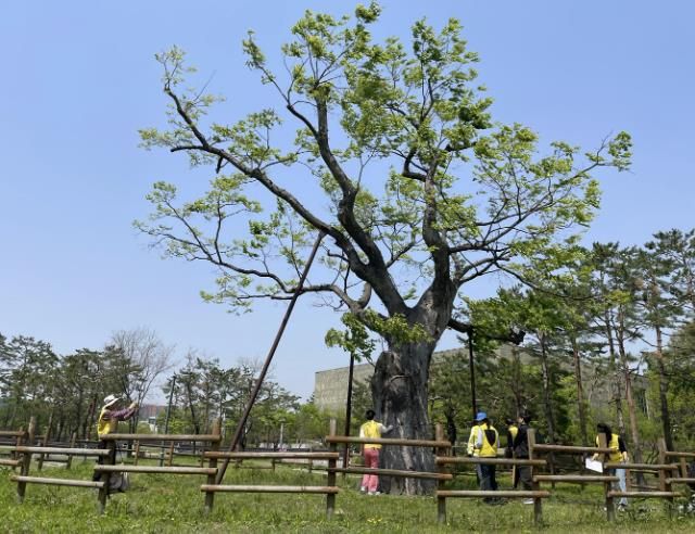 광교역사박물관에 있는 수원-15호 보호수를 진단하는 모습