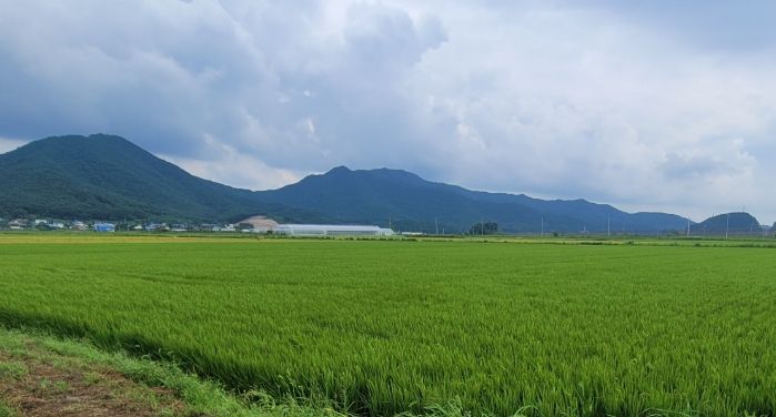 김포시, '황금물결 들녘 걷기 행사' 26일부터 28일까지 개최