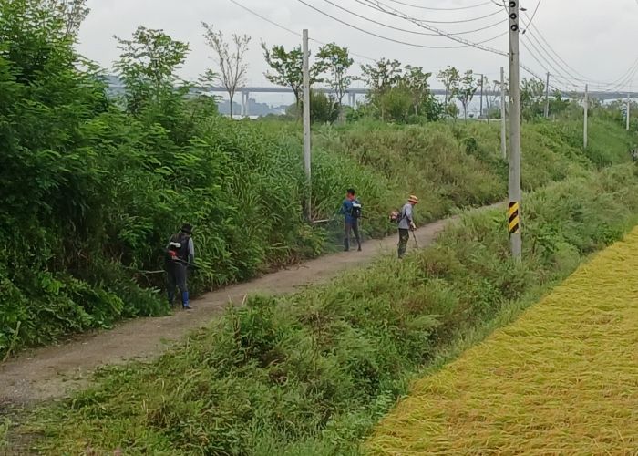 현덕면 쌀작목반, 덕목5리 하천변 도로변 제초 작업
