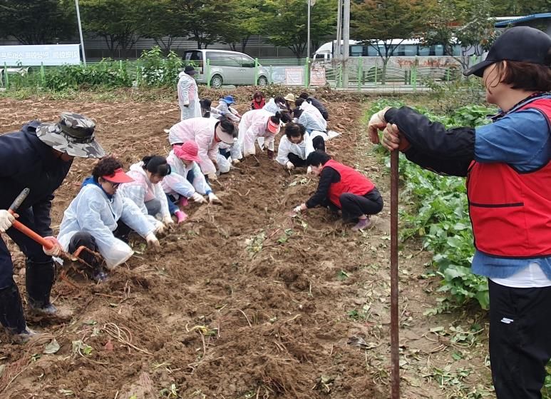오산시 대원1동 통장협의회, ‘사랑의 이웃돕기 고구마 수확행사’ 개최