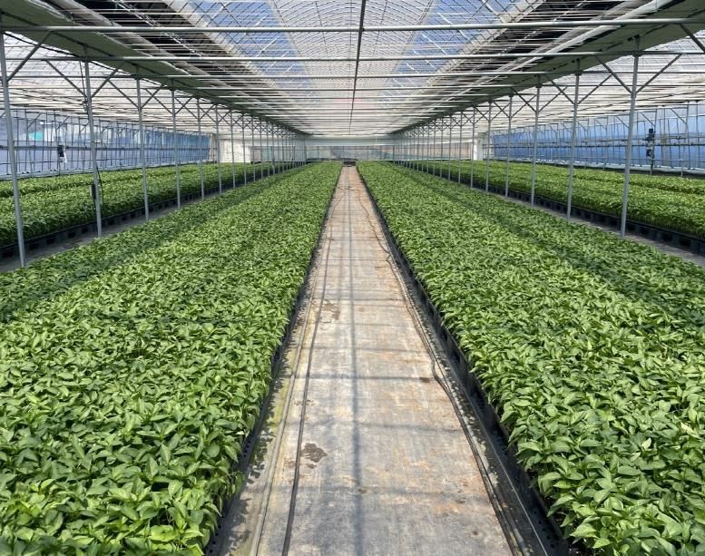 평택시, ‘2026년도 복합내병계 고추묘 보급 사업’ 신청 접수