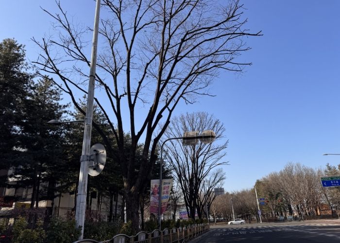 고양시 일산동구, 2026년 가로수 전정 사업 실시…보행 안전, 수목 생육 개선