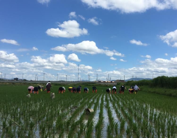 권선구 평리동 일대 논에서 농업인과 시민들이 친환경 김매기 활동을 하고 있다
