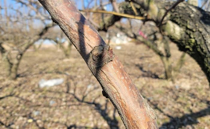 과수화상병 동계 궤양증상(배)