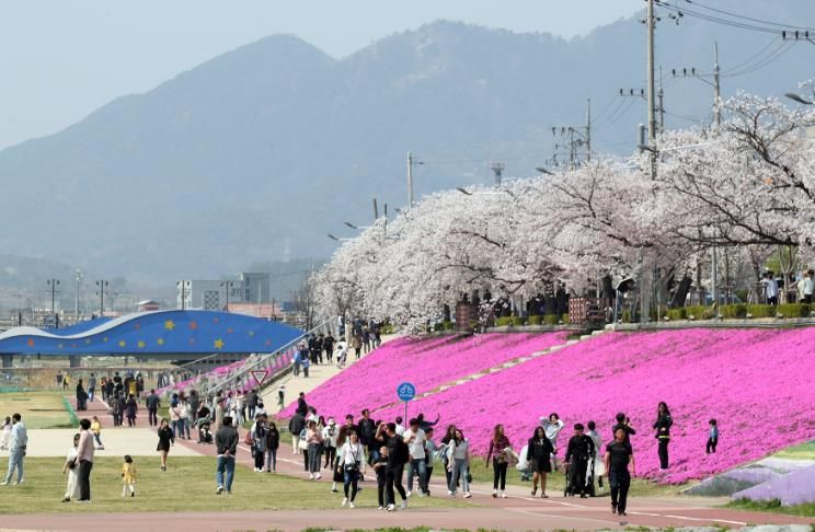 정읍시, 4월 3일~5일 ‘2026 벚꽃축제’ 개막…다채로운 공연·먹거리 풍성
