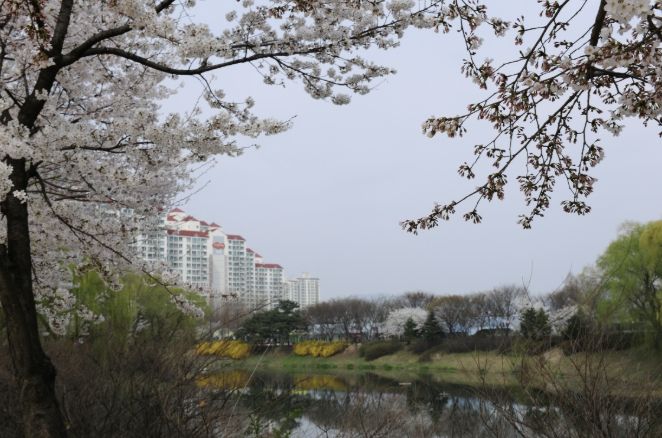 장자호수공원 벚꽃 사진