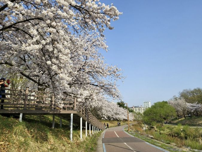 성남시, 벚꽃길 명소 9경