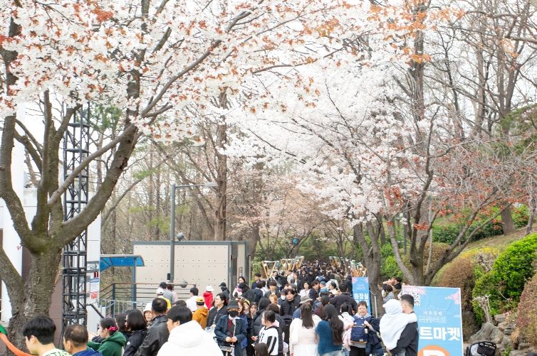 2026년 자유공원 벚꽃축제 성료